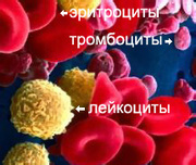 Гемосканирование — диагностика по живой капле крови!